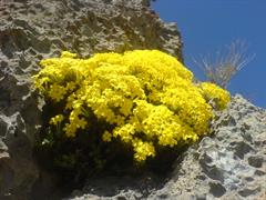 عروس سنگ طلایی